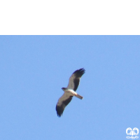 گونه سارگپه پرپا Rough-legged Buzzard